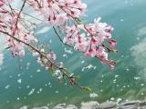 樱花小清新