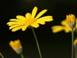 小黄菊