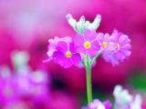 粉色报春花