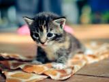 呆萌猫咪