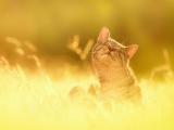 享受阳光的猫咪