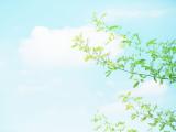 蓝天下的绿叶