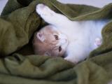 可爱慵懒的小猫
