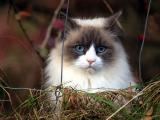 萌萌哒小猫咪