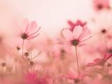 粉色格桑花