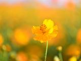 美丽的黄波斯菊