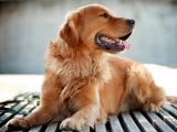 等待主人的金毛犬