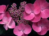 红色紫阳花