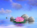 湖中莲花