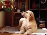 孤独的金毛犬