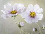 白色格桑花