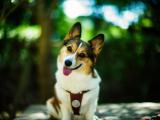 卖萌的威尔士柯基犬