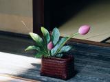 荷花花蕾