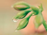 花蕾上的水滴