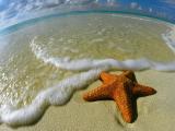 沙滩上的海星