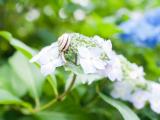 花朵上的蜗牛
