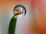 水珠里的世界