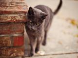 小黑猫的忧伤