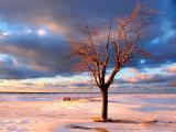 枯萎的树