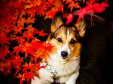 枫叶下的威尔士柯基犬