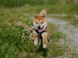 柴犬