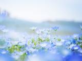 蓝色亚麻花