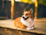 呆萌柯基犬