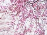 粉色花儿