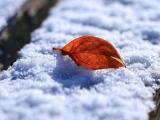 雪地里的落叶