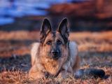 德国牧羊犬