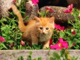 可爱小萌猫