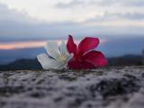 伤感落花