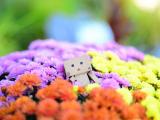 花丛里的阿楞