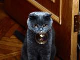 呆愣黑猫