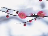 傲骨梅花