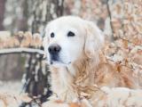 雪地里的金毛犬