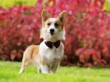 帅气的柯基犬