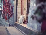 等待主人的猫咪