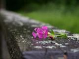 花儿被风吹落