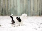 雪地里的小狗