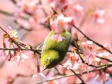樱花中的绣眼鸟