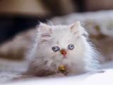 喜玛拉雅猫