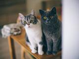 两只可爱猫咪